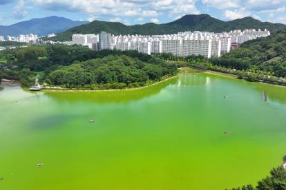 Algas verdes peligrosas florecen en un lago en un parque en la ciudad suroccidental de Gwangju, Corea del Sur,