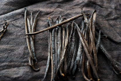 Proceso. Vainas de vainillina  listas para ser conservadas.