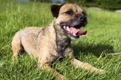 Proeza. Se llama Lucky y luce agotada tras el largo recorrido hacia casa.