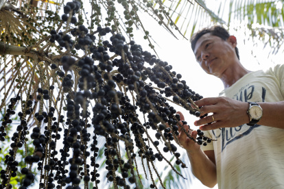 ACOMPAÑA CRÓNICA: BRASIL AÇAÍ AME8449. IGARAPÉ-MIRI (BRASIL), 07/08/2023.- El empresario Marco Noda muestra frutos de açaí, el 5 de agosto de 2023, en la región de Igarapé-Miri (Brasil). El açaí es el alimento de moda y su capital mundial es Igarapé-Miri, una ciudad precaria de la Amazonía brasileña que hasta hace bien poco vivía amedrentada por el crimen organizado, atraído por el millonario negocio que gira en torno a este fruto afrodisíaco.EFE/ Antonio Lacerda
