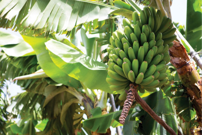 Inspección. Se han tomado muestras en cuatro provincias.