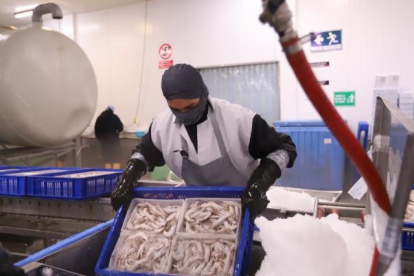 Producción.- Una empresa que exporta camarón.