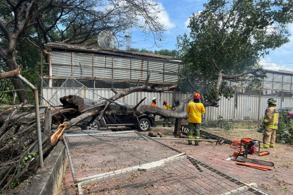 Uno de los carros tuvo daños en su techado y varias rejas cayeron con el impacto del árbol.