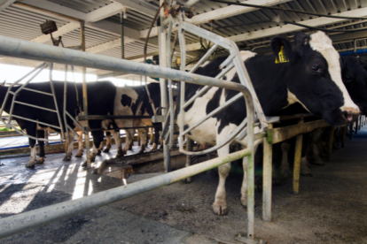 La prototecosis, causada por estas algas, puede tener impactos económicos significativos en la industria lechera y ocasionalmente afectar a los seres humanos con sistemas inmunodeficientes debilitados.