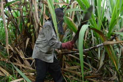 Hacienda. Un agricultor trabaja en el cultivo de la caña de azúcar.