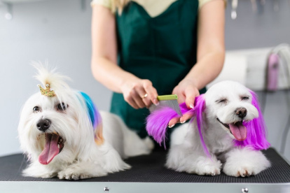 Oferta. Algunos centros de estética caninos promueven la tintura para mascotas, por lo que muchos lo ven como algo atractivo y divertido.