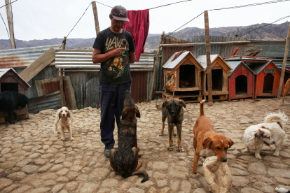 Manuel Vallejos observa a varios perros de su albergue para animales, el 11 de agosto de 2023, en La Paz (Bolivia).