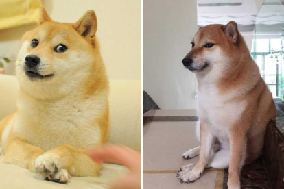 Cheems, cuya fama se elevó gracias a sus memes virales, falleció a la edad de 12 años.