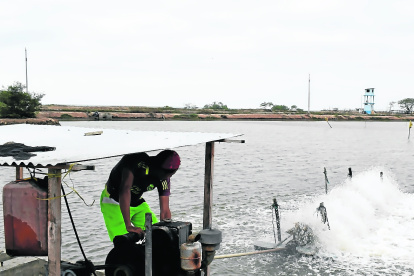 Piscina.- Un trabajador prende una bomba en una piscina camaronera.
