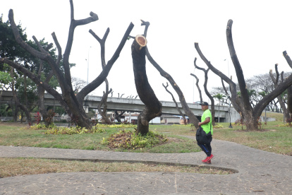 Situación. La falta de atención oportuna llevó al ‘decapitamiento’ de árboles de la Ferroviaria, enfermos por la cochinilla.