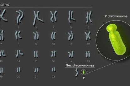 El cromosoma Y es el último de los cromosomas humanos en ser secuenciado por completo.
