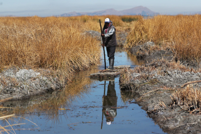 Bolivia. Domingo Chirino navega por un canal del lago Titicaca, el 16 de agosto de 2023, en Huarina, y le preocupa el bajón de los niveles de agua.