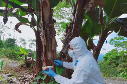 Control. Un técnico toma muestras a una hacienda de musáceas.