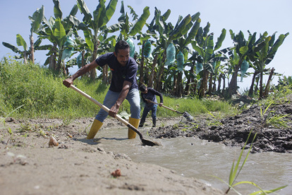 Daular. En la hacienda bananera La Estación realizan trabajos preventivos para mitigar los efectos de El Niño.