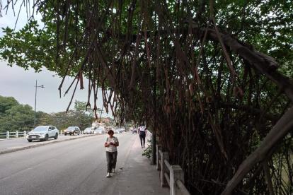 Las ramas se extienden hasta la tramo destinado para los peatones.