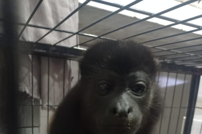 Sitio. El animal fue llevado a un centro de rescate para su cuidado.