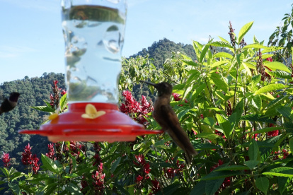 Especies. En la zona existen miradores que permiten observar aves exóticas, como colibríes.