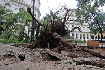 Huracán. Un árbol derribado por los vientos asociados a la tormenta en La Habana.