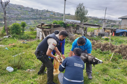a mujer también deberá pagar una multa de 4.500 dólares por sacrificar un animal de compañía.