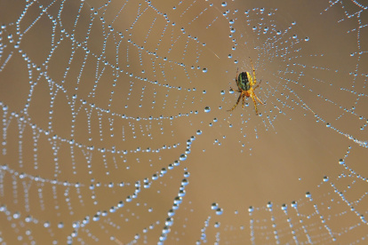 El sistema funciona con esponjas similar a las telarañas con una gran superficie para capturar la humedad del entorno