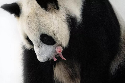 Un cachorro de oso panda, extremadamente difícil de reproducir en cautiverio, se convirtió en el primer animal de esta especie en nacer en el Zoológico de Moscú, informó hoy el alcalde de la capital rusa.