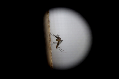 El mosquito de variedad Aedes aegypti trasmite el dengue.