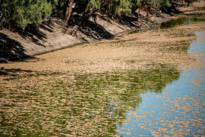 Miles de peces muertos en Australia a causa del calor y las altas temperaturas del agua la pasada primavera.
