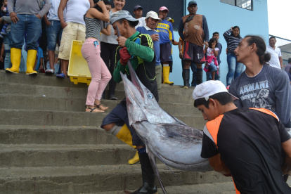 Salinas. Pescadores trasladan a uno de los peces recién capturados.