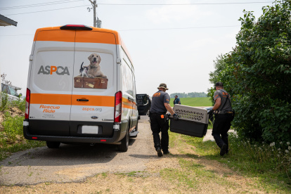 Un brigada de la Sociedad Americana para la Prevención de la Crueldad hacia los Animales (ASPCA), se acerca a recoger un perro.