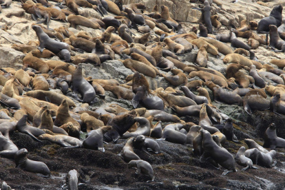 No solo sucede en Argentina. Perú también ha notificado este problema con su fauna.