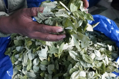 Hojas de coca en un mercado legal de La Paz, en Bolivia.
