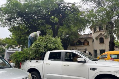 Centro. Los arbustos fueron atendidos por autoridades municipales.