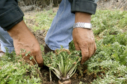 Es un antiguo tubérculo de origen peruano.