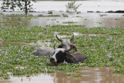 Las inundaciones se han hecho presente en este año, incluso antes de la llegada de El Niño.