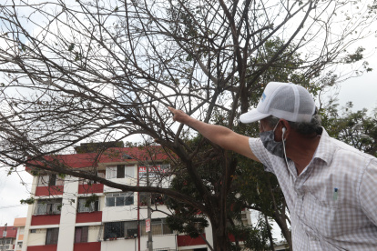 Acacias. Fermín Guevara muestra como los árboles de Las Acacias, y los ubicados en la 25 de Julio ya han perdido casi por completo sus hojas.