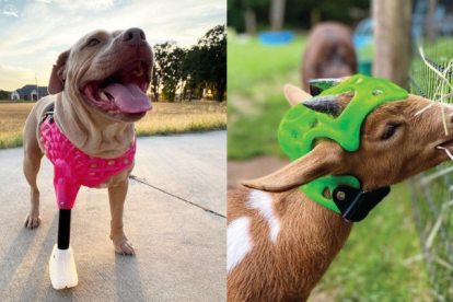 A través de un software personalizado, las mascotas pueden ser capaces de tener prótesis a la medida