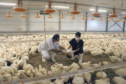 Trabajo.- Técnicos de Agrocalidad realizan una visita a una granja.