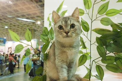 Dieta. Una encuesta revisa la vida de gatos que no comen carnes.