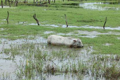 Efecto. En el primer trimestre del 2023 las lluvias afectaron al campo.
