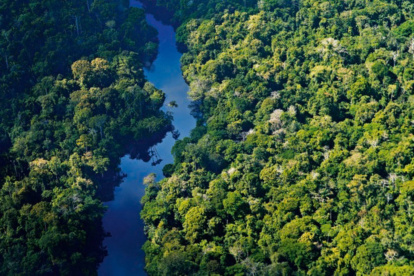Vida. Los bosques son los pulmones de la humanidad.
