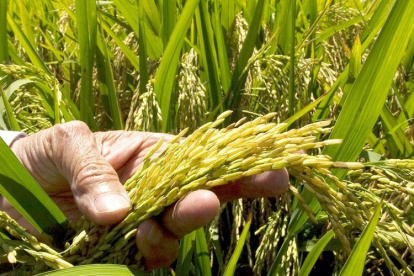 Finca. Un agricultor en las labores de la cosecha del arroz en su predio.