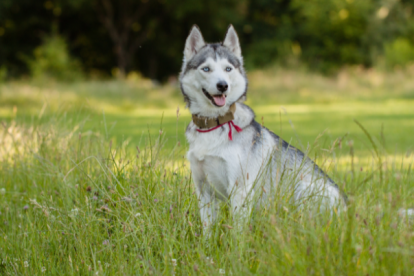Un perro Husky perdió la vida tras ser atropellado por un conductor aparentemente en estado etílico.
