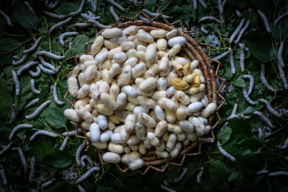 En la imagen de archivo, gusanos de seda en un centro de cría local en Hatay (Turquía).