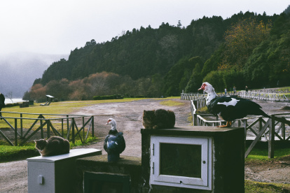 Presencia. Un par de gatos ferales descansan en un espacio rural. La convivencia con los animales silvestre implica un riesgo en Australia.
