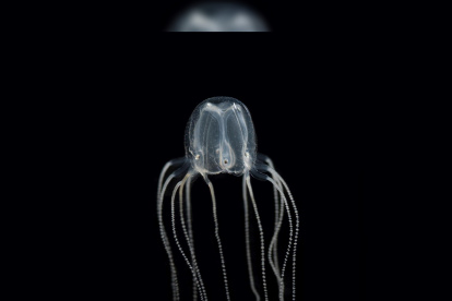 Una medusa en su espacio natural.