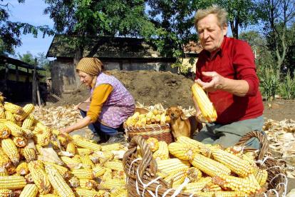 Oferta. Los cultivos del país latino crecen 1 millón de hectáreas por año