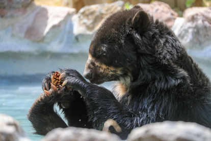 Vista de un oso de anteojos, el 20 de septiembre del 2023 en el Zoológico de Guayllabamba (Ecuador).