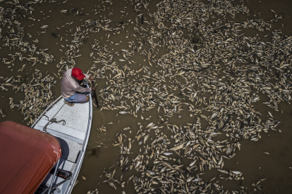 Fotografía aérea que muestra al barquero Paulo Monteiro da Cruz, de 49 años, mientras navega en su embarcación entre miles de peces muertos por el calor y la acidez del agua,