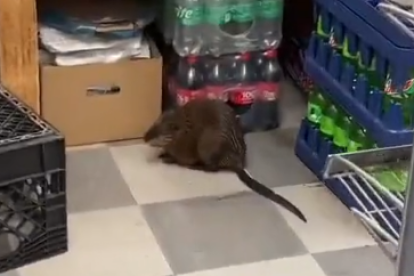 Rata gigante aparece dentro de local cerca de bebidas y alimentos