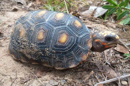El experto señaló que las tortugas analizadas pertenecen a la especie chelonoidis carbonarius, que se encuentran catalogadas en la lista de la Convención sobre el Comercio Internacional de Especies Amenazadas de Fauna y Flora Silvestres (CITES) y la Lista Roja.